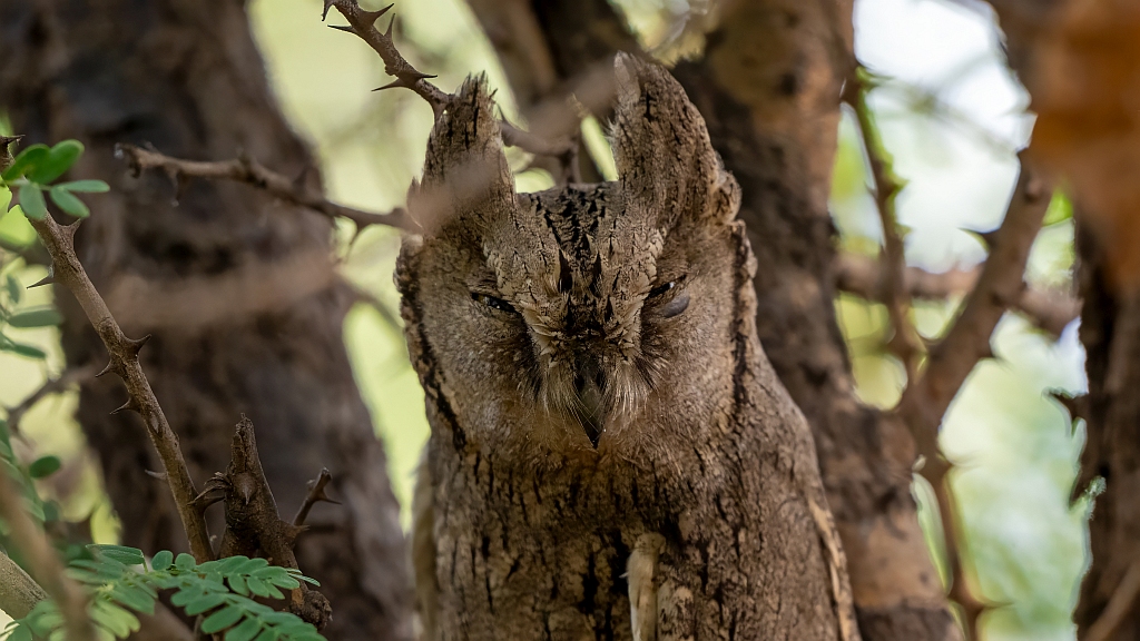 Pallid Scops Owl